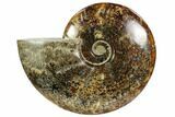 Polished, Agatized Ammonite (Cleoniceras) - Madagascar #102599-1
